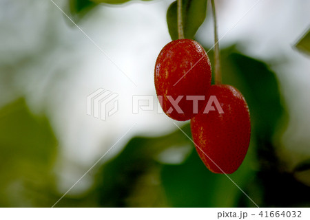 ビックリグミ 41664032