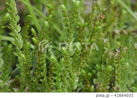 スギゴケ 41664035