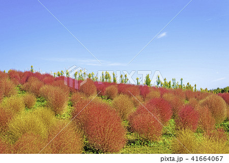 コキアの世界 コキアの世界 41664067