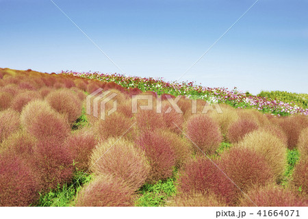 コキアの世界の写真素材