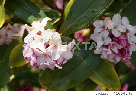 沈丁花 41664246
