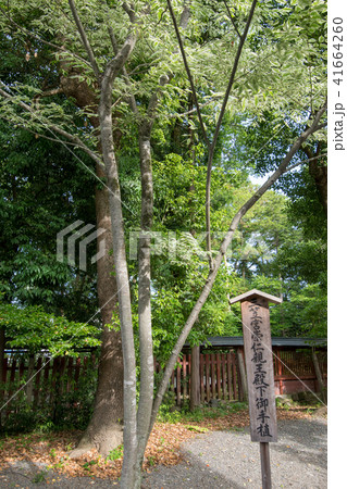 秩父神社　三笠宮御手植え欅　 41664260