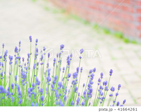かわいいラベンダー 41664261