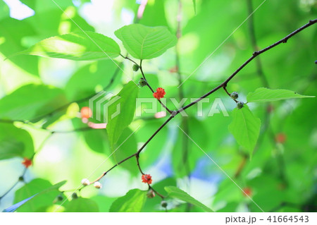 キイチゴの実 41664543