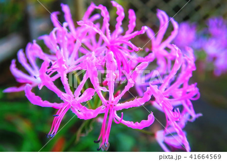 ネリネ（ダイヤモンドリリー） 41664569