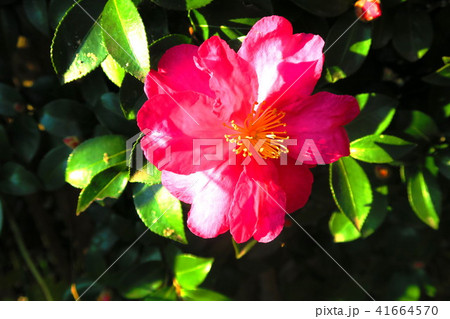 サザンカのある風景 41664570