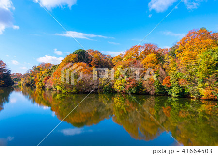 むろいけ園地の紅葉 41664603