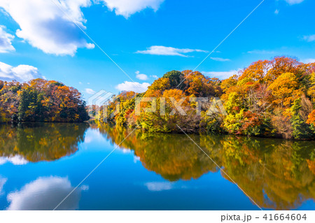 むろいけ園地の紅葉 むろいけ園地の紅葉 41664604