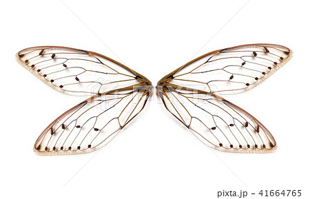Insect cicada wing isolated on white background Insect cicada wing isolated on white background 41664765