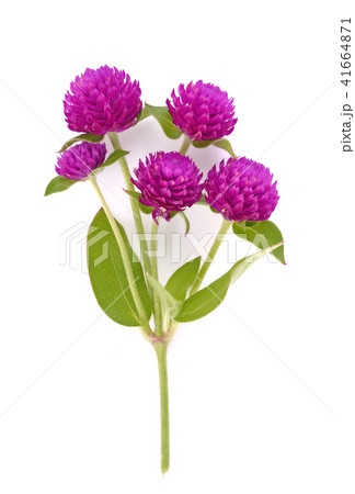 Globe amaranth beauty flower in white background Globe amaranth beauty flower in white background 41664871