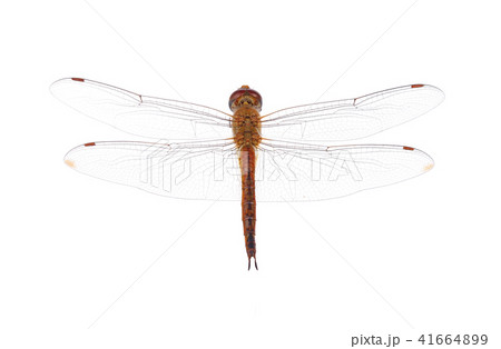 dragonfly on white background dragonfly on white background 41664899