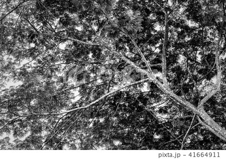 Background black trees 41664911