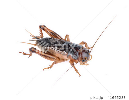 Gryllidae ,Orthoptera   on white background 41665283