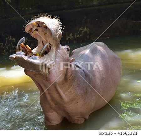 Hippopotamus; Hippo 41665321