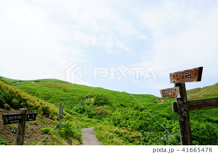 礼文島　桃岩展望台ハイキングコース 41665476