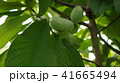 ポポの木 41665494
