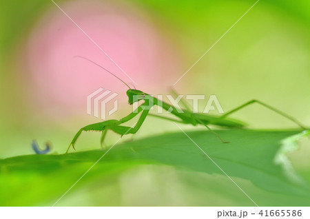 カマキリの子供 41665586