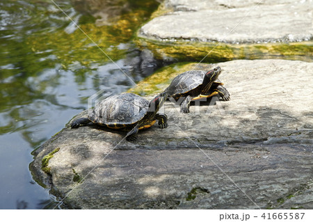 アカミミガメの甲羅干し アカミミガメの甲羅干し 41665587