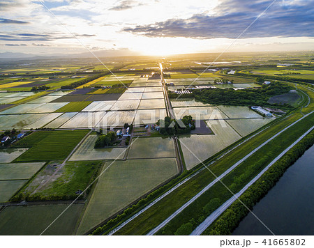 夕方の水田（空撮） 41665802