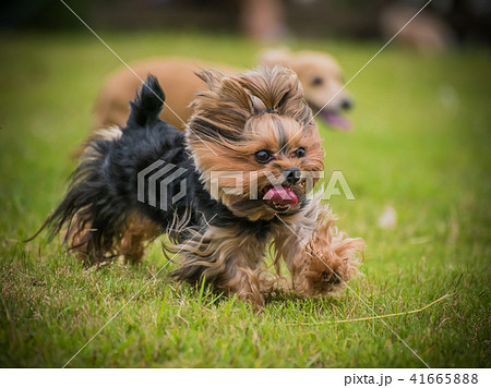 犬 狗 わんこ 41665888