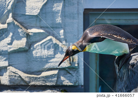 プールに飛び込むキングペンギンの写真素材