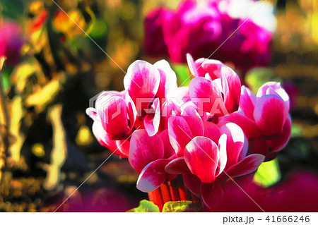 花壇のシクラメン 41666246