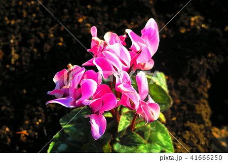 花壇のシクラメン 41666250