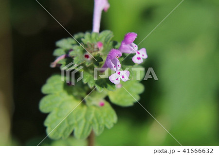 ホトケノザの花 41666632