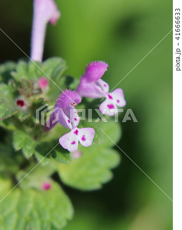 ホトケノザの花 41666633