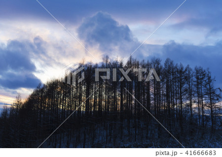 美瑛の夕暮れ 美瑛の夕暮れ 41666683