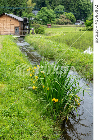 水車小屋と花 41666802