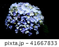 紫陽花 41667833