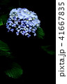 紫陽花 41667835