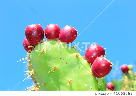サボテンの赤い実の写真素材