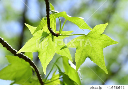 新緑 新緑 41668641