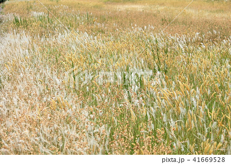春の野原＿エノコログサ、チガヤ 41669528