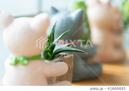 Close up cactus in pots on wooden background.  41669885