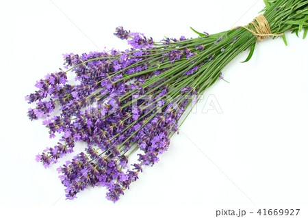 Bunch of fresh purple lavender, top view 41669927