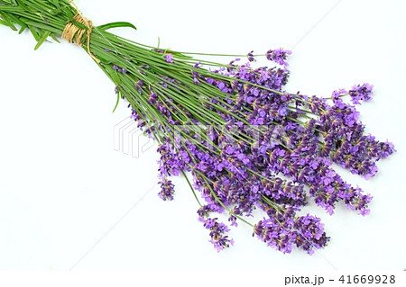 Bunch of fresh purple lavender, top view Bunch of fresh purple lavender, top view 41669928
