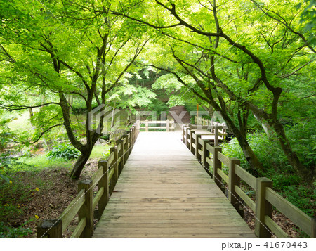 【伊豆】日本庭園の木橋とモミジ【修善寺虹の郷】 【伊豆】日本庭園の木橋とモミジ【修善寺虹の郷】 41670443