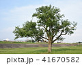 大きな木 41670582