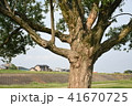 大きな木 41670725
