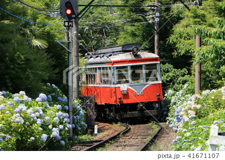 あじさいと登山電車 41671107