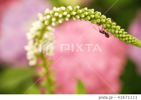 オカトラノオの花と蟻 オカトラノオの花と蟻 41671111