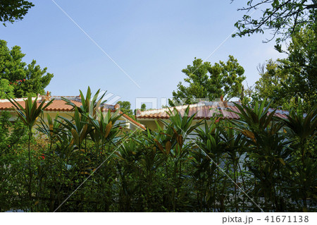 備瀬のフクギ並木道 41671138