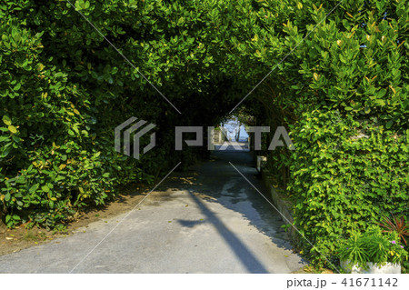 備瀬のフクギ並木道 41671142