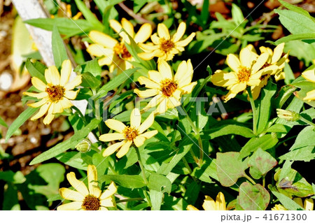 三鷹中原に咲くコレオプシス 41671300