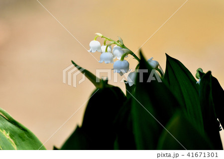 三鷹中原に咲くスズラン 三鷹中原に咲くスズラン 41671301