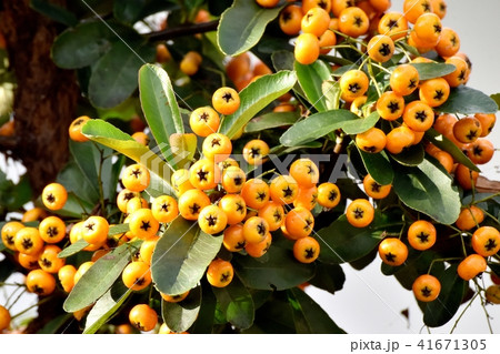 三鷹中原になるピラカンサ(タチバナモドキ) 三鷹中原になるピラカンサ(タチバナモドキ) 41671305