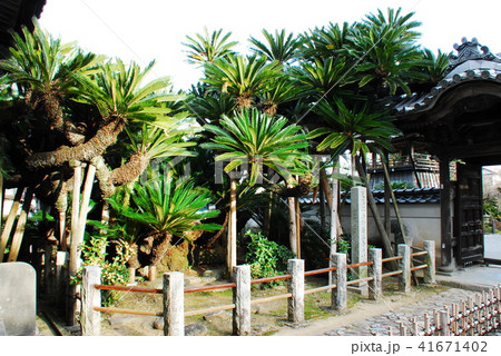 能満寺のソテツ(静岡県榛原郡吉田町) 能満寺のソテツ(静岡県榛原郡吉田町) 41671402